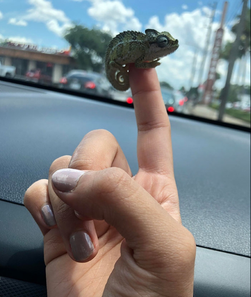 22 fotos de pequeños animales que traen gran alegría 22 fotos de pequeños animales que traen gran alegría