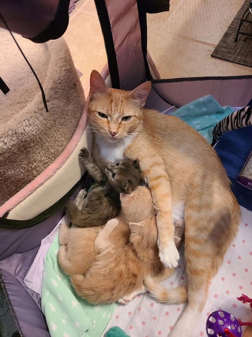 22 fotos divertidas de gatos que parecen no estar preparados para la maternidad