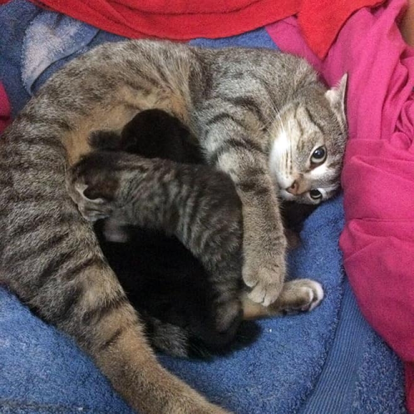 22 fotos divertidas de gatos que parecen no estar preparados para la maternidad