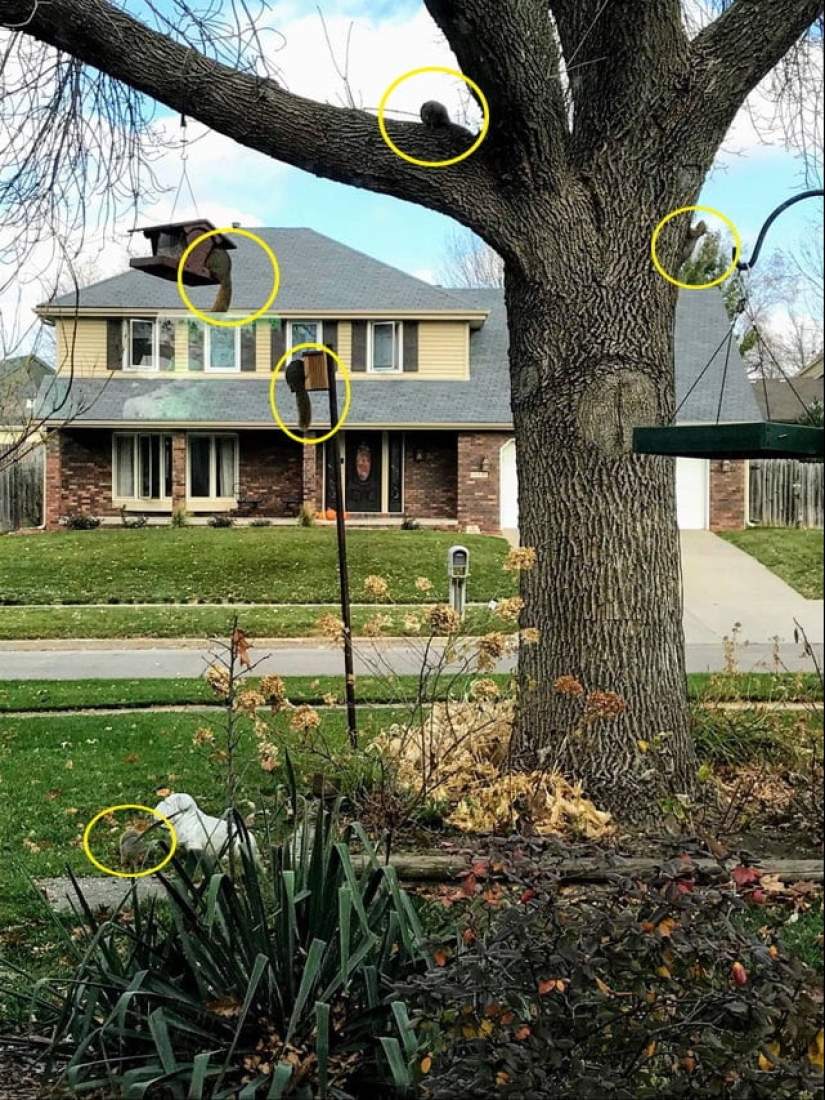 22 fotos donde se escondieron los animales, pero no los encontrarás