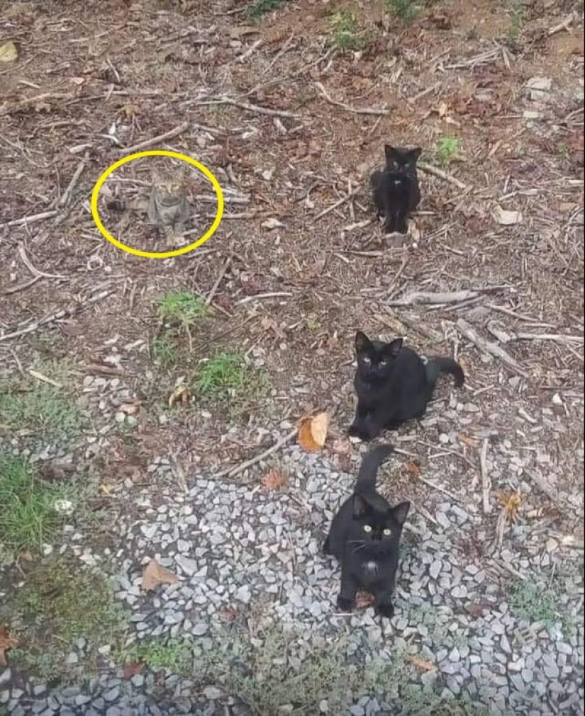 22 fotos donde se escondieron los animales, pero no los encontrarás