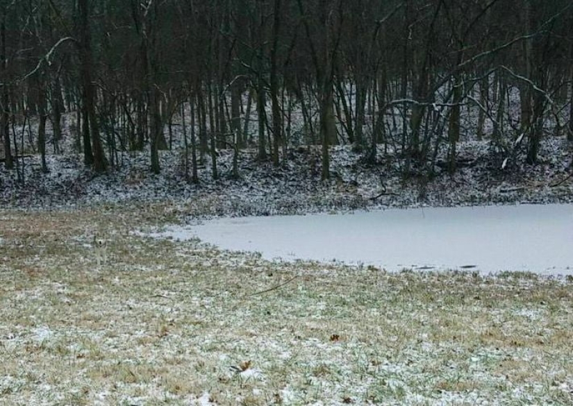 22 fotos donde se escondieron los animales, pero no los encontrarás