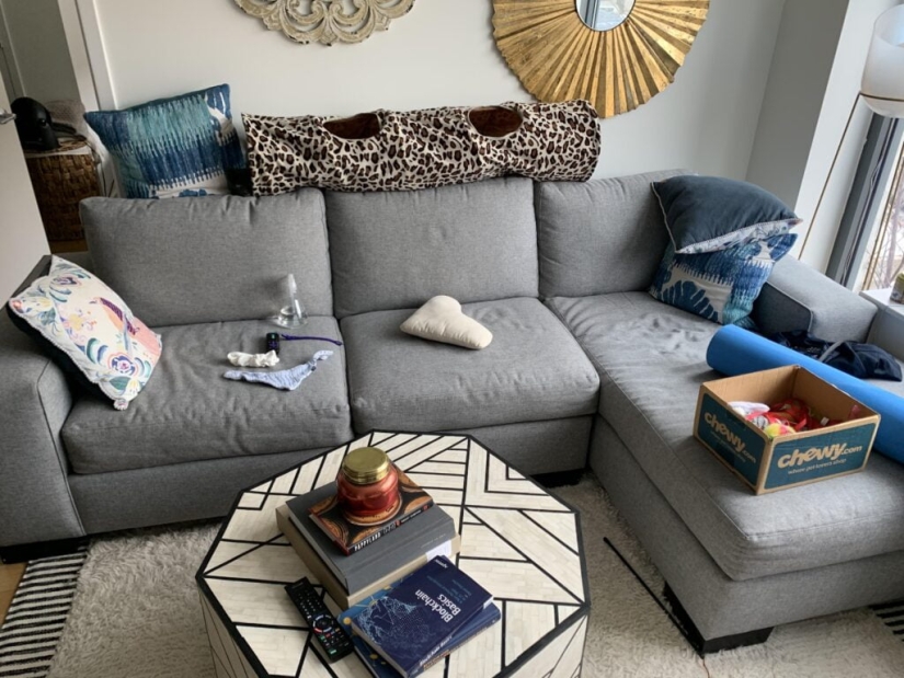 22 fotos donde se escondieron los animales, pero no los encontrarás