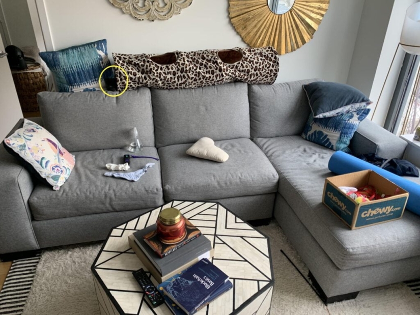 22 fotos donde se escondieron los animales, pero no los encontrarás