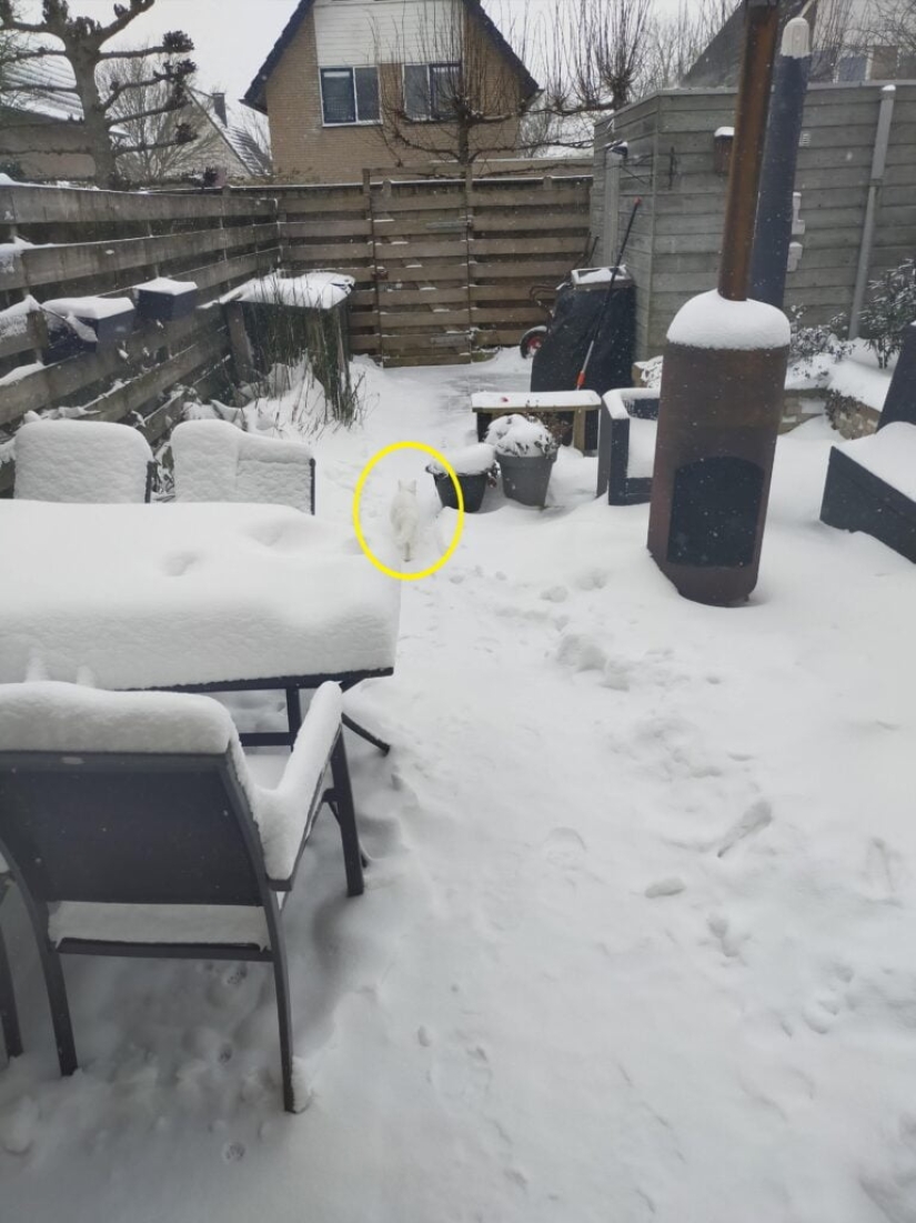 22 fotos donde se escondieron los animales, pero no los encontrarás