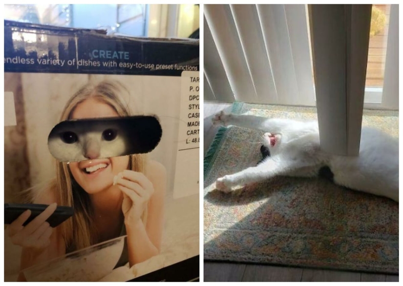 22 fotos hilarantes de la vida cotidiana felina simple 22 fotos hilarantes de la vida cotidiana felina simple