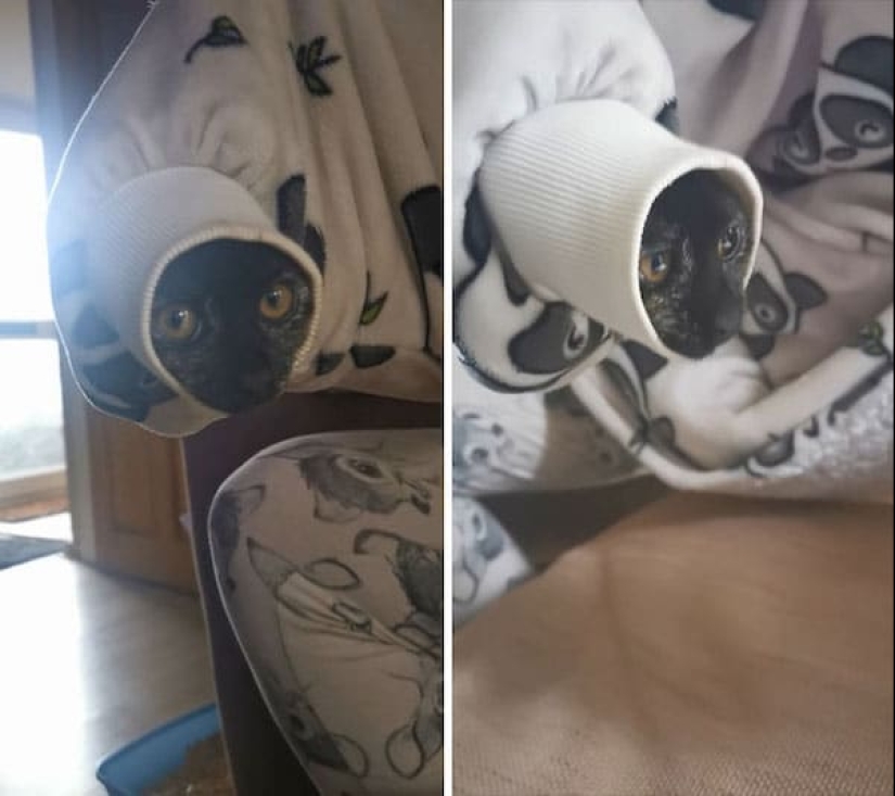 22 fotos hilarantes de la vida cotidiana felina simple 22 fotos hilarantes de la vida cotidiana felina simple