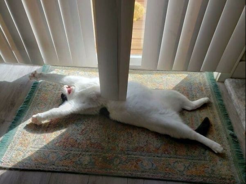 22 fotos hilarantes de la vida cotidiana felina simple 22 fotos hilarantes de la vida cotidiana felina simple