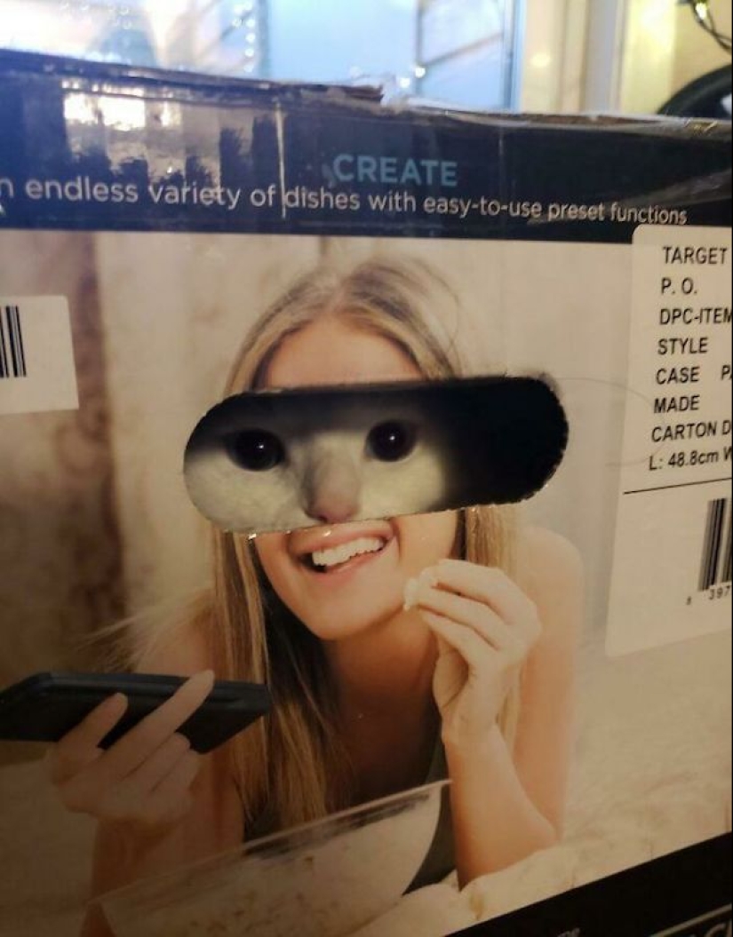 22 fotos hilarantes de la vida cotidiana felina simple 22 fotos hilarantes de la vida cotidiana felina simple