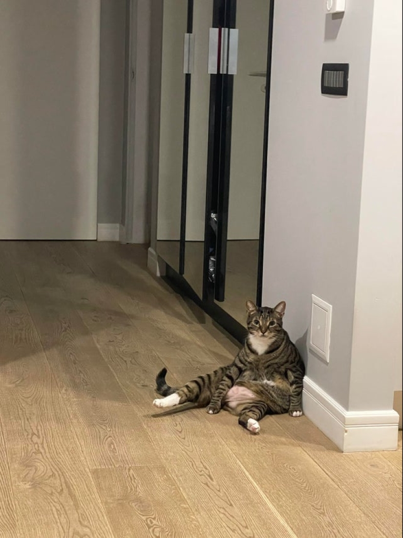 22 fotos hilarantes de la vida cotidiana felina simple 22 fotos hilarantes de la vida cotidiana felina simple