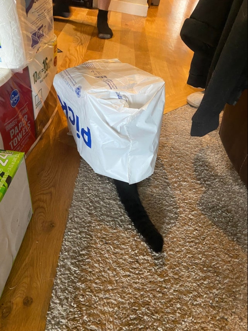 22 fotos hilarantes de la vida cotidiana felina simple 22 fotos hilarantes de la vida cotidiana felina simple