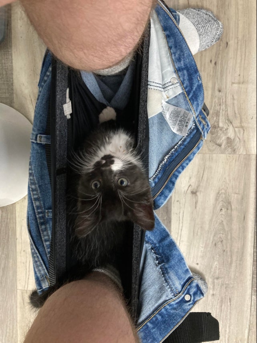 22 fotos hilarantes de la vida cotidiana felina simple 22 fotos hilarantes de la vida cotidiana felina simple