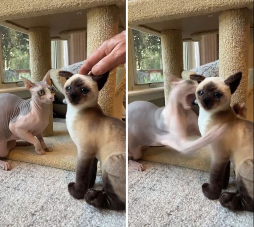 22 fotos hilarantes de la vida cotidiana felina simple 22 fotos hilarantes de la vida cotidiana felina simple