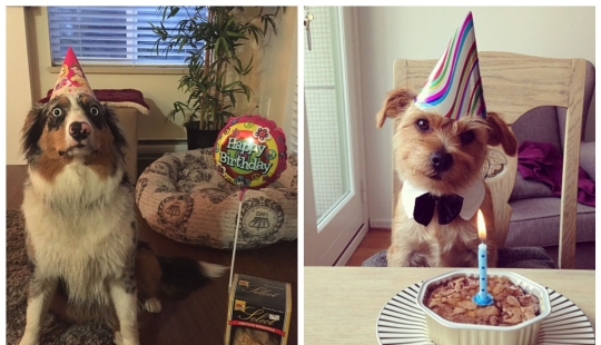 22 fotos lindas de perros en su cumpleaños que te divertirán