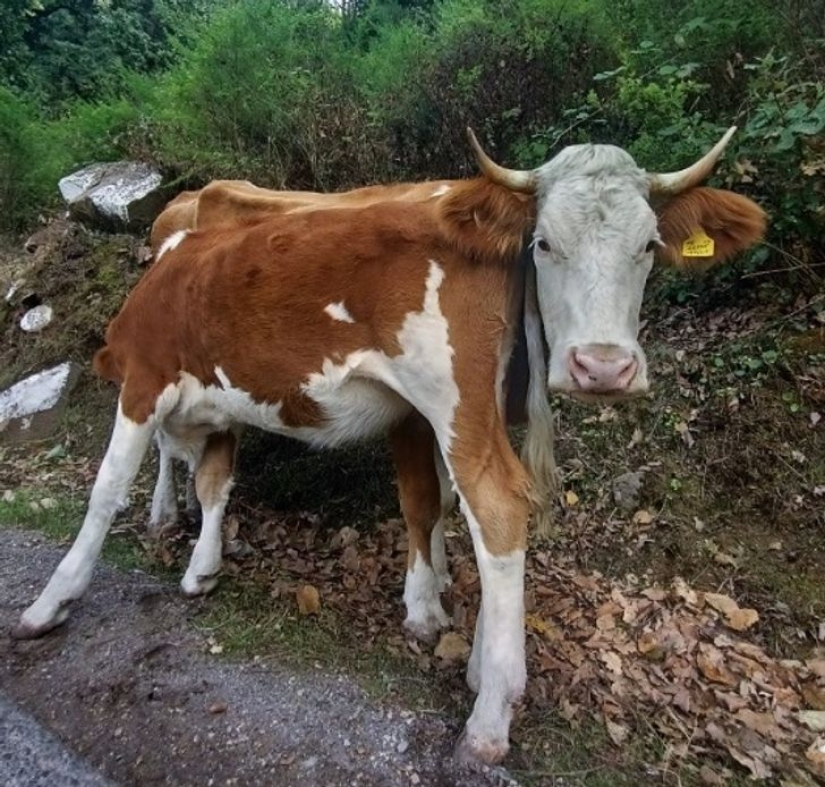 22 fotos que se convertirán en un verdadero rebus para los ojos 22 fotos que se convertirán en un verdadero rebus para los ojos