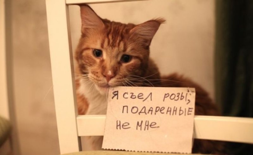 22 Funny Announcements and Notes Written Especially for Cats