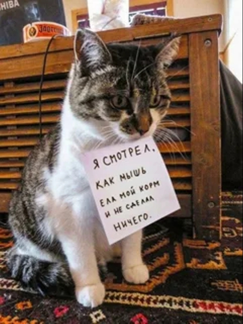 22 Funny Announcements and Notes Written Especially for Cats