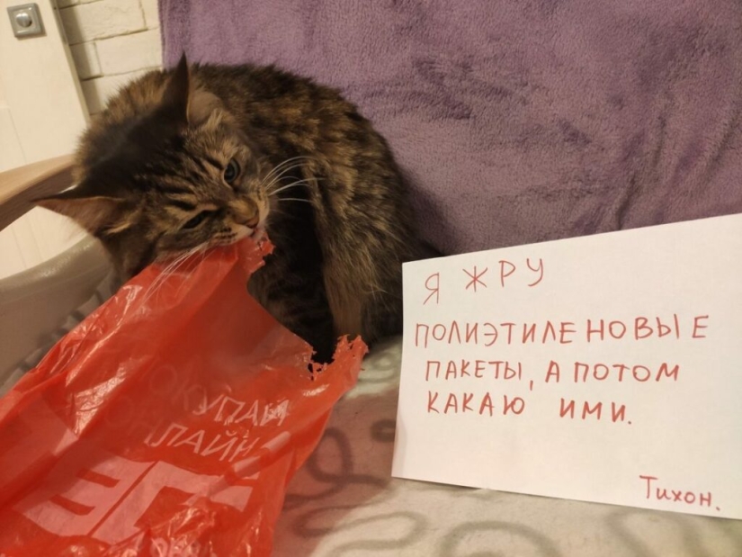 22 Funny Announcements and Notes Written Especially for Cats