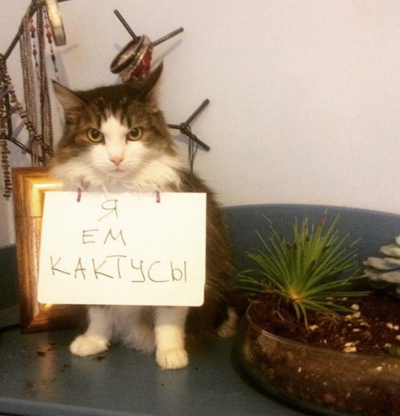 22 Funny Announcements and Notes Written Especially for Cats