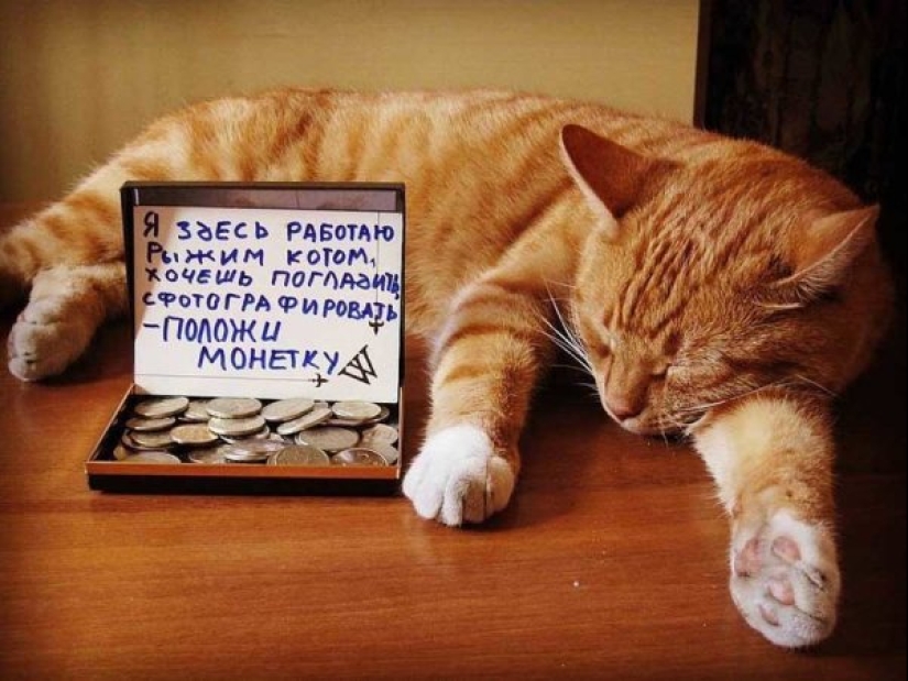 22 Funny Announcements and Notes Written Especially for Cats