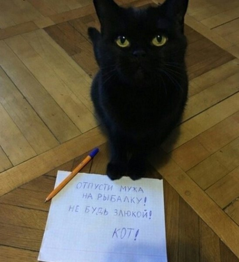 22 Funny Announcements and Notes Written Especially for Cats