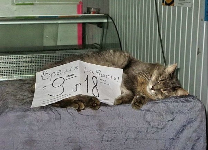 22 Funny Announcements and Notes Written Especially for Cats