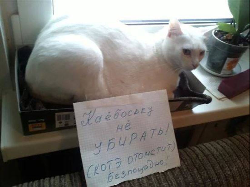 22 Funny Announcements and Notes Written Especially for Cats