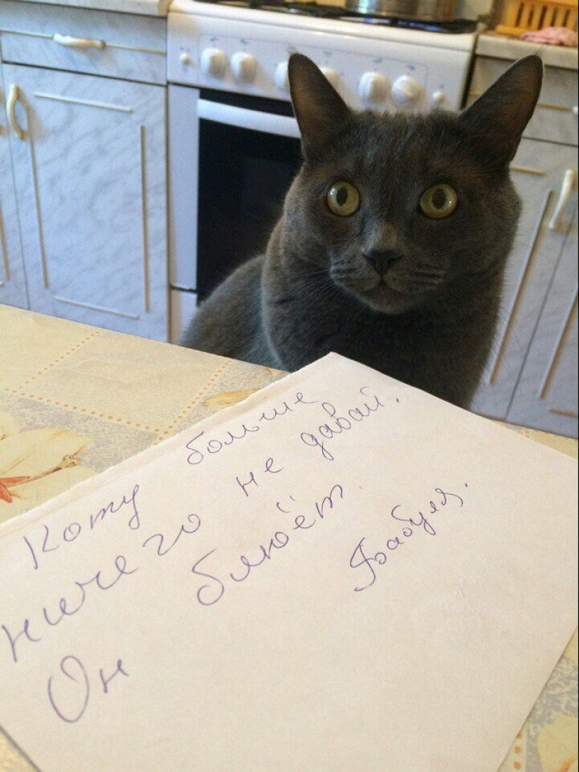 22 Funny Announcements and Notes Written Especially for Cats