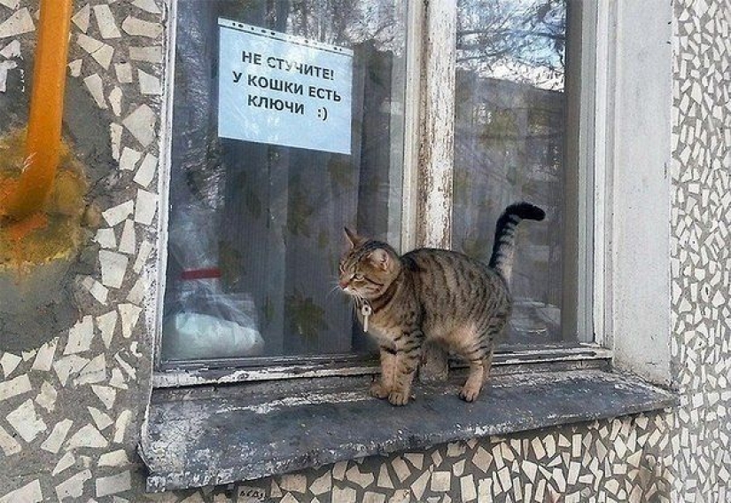 22 Funny Announcements and Notes Written Especially for Cats