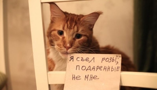 22 Funny Announcements and Notes Written Especially for Cats