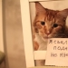 22 Funny Announcements and Notes Written Especially for Cats