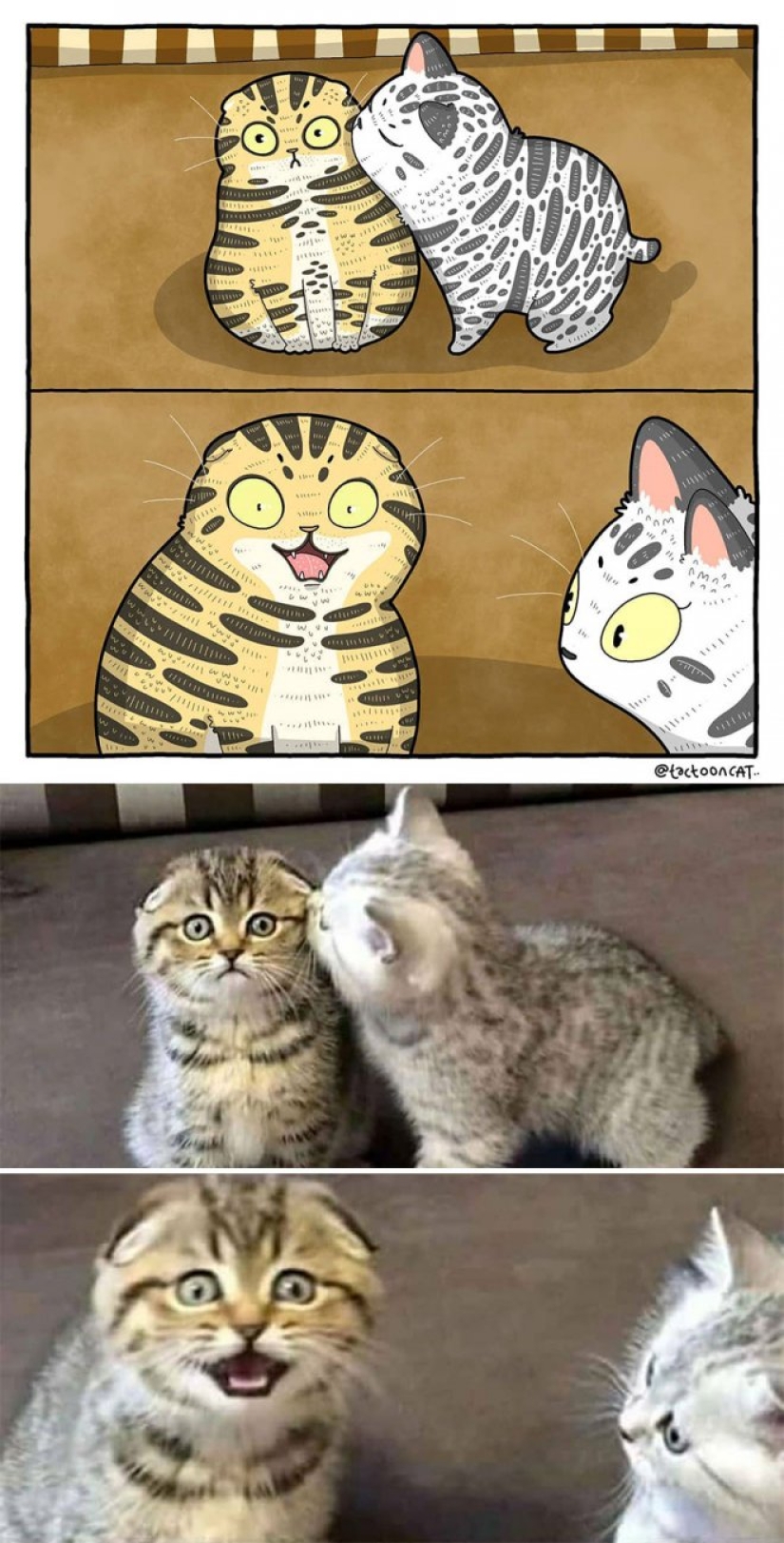 22 funny cat photos from the web that were turned into cartoon illustrations 22 funny cat photos from the web that were turned into cartoon illustrations