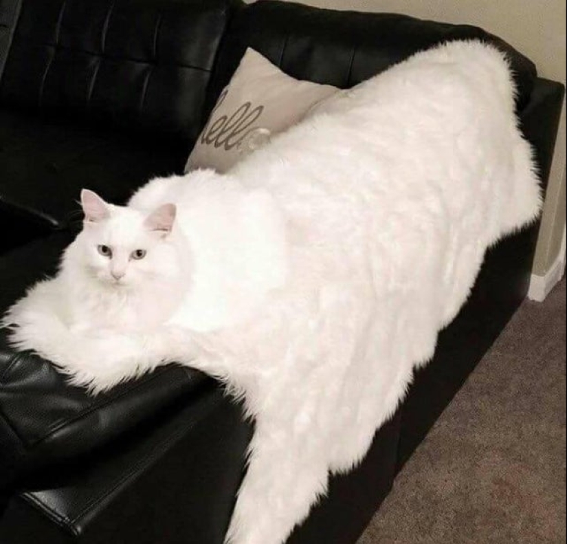 22 funny photos from the "it seemed" series that are worth looking at twice 22 funny photos from the "it seemed" series that are worth looking at twice