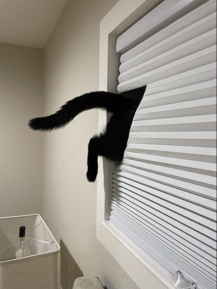 22 funny photos of animals that do whatever they want 22 funny photos of animals that do whatever they want