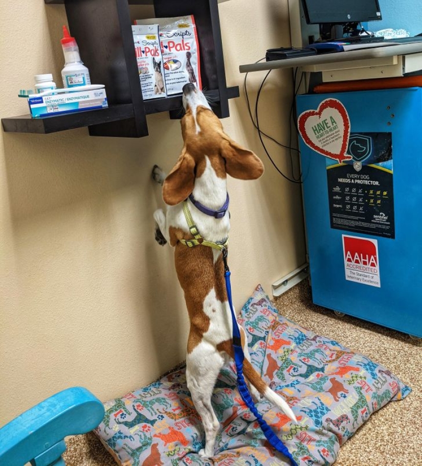 22 funny photos of animals that do whatever they want 22 funny photos of animals that do whatever they want