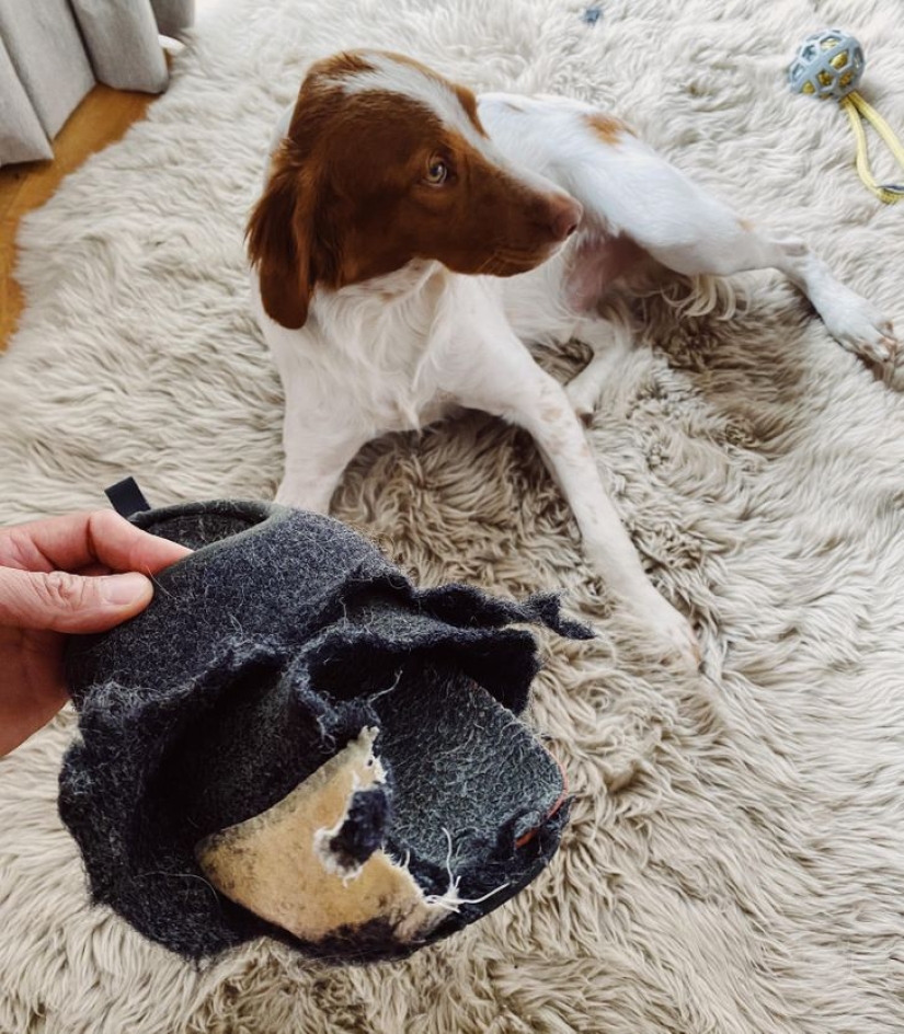 22 funny photos of animals that do whatever they want 22 funny photos of animals that do whatever they want