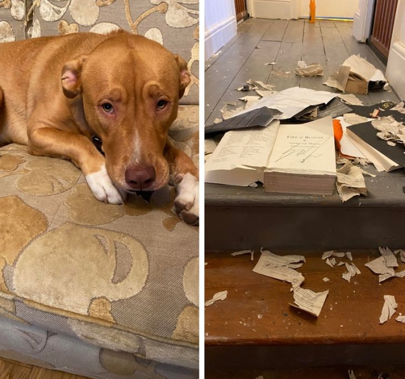 22 funny photos of animals that do whatever they want 22 funny photos of animals that do whatever they want