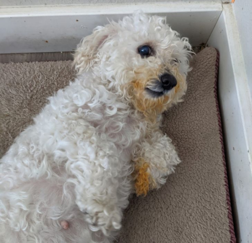 22 funny photos of animals that do whatever they want 22 funny photos of animals that do whatever they want