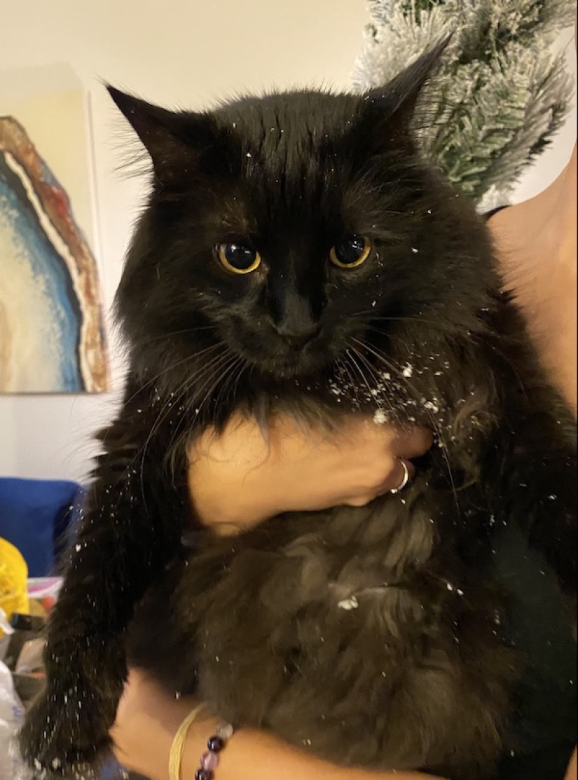 22 funny photos of animals that do whatever they want 22 funny photos of animals that do whatever they want