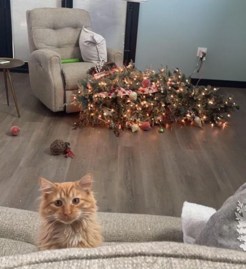 22 funny photos of animals that do whatever they want 22 funny photos of animals that do whatever they want