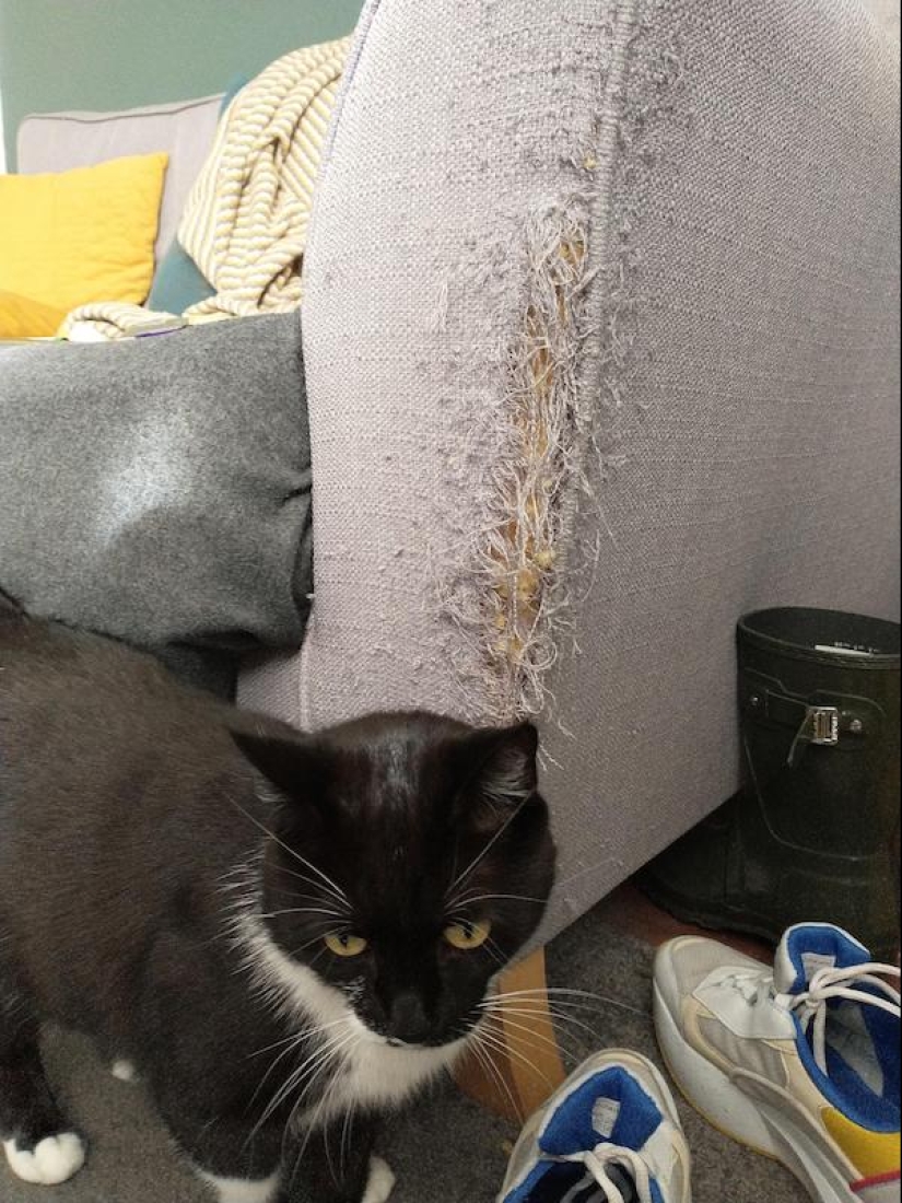 22 funny photos of animals that do whatever they want 22 funny photos of animals that do whatever they want