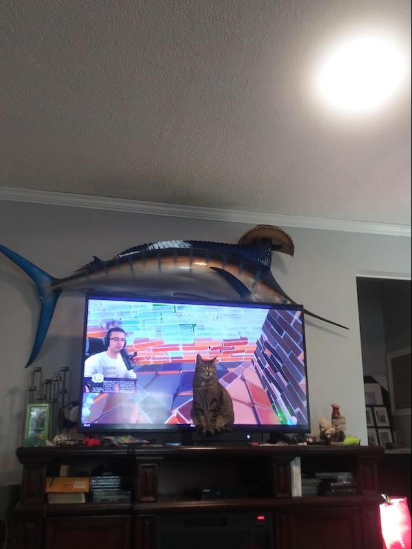 22 funny photos of animals that do whatever they want 22 funny photos of animals that do whatever they want