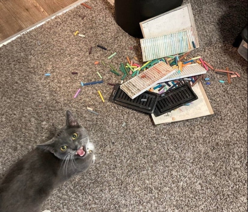 22 funny photos of animals that do whatever they want 22 funny photos of animals that do whatever they want