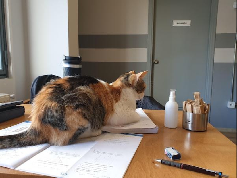 22 funny photos of animals that do whatever they want 22 funny photos of animals that do whatever they want