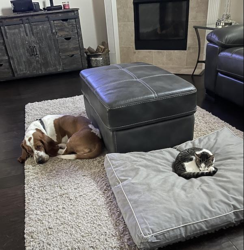 22 funny photos of animals that do whatever they want 22 funny photos of animals that do whatever they want