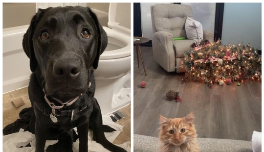 22 funny photos of animals that do whatever they want