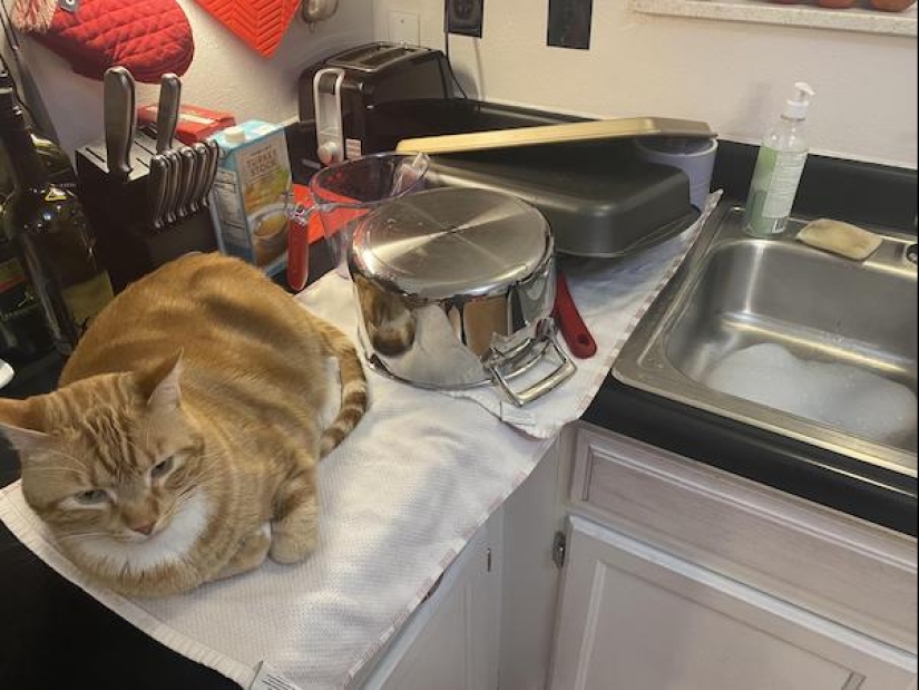 22 funny photos of animals that do whatever they want 22 funny photos of animals that do whatever they want