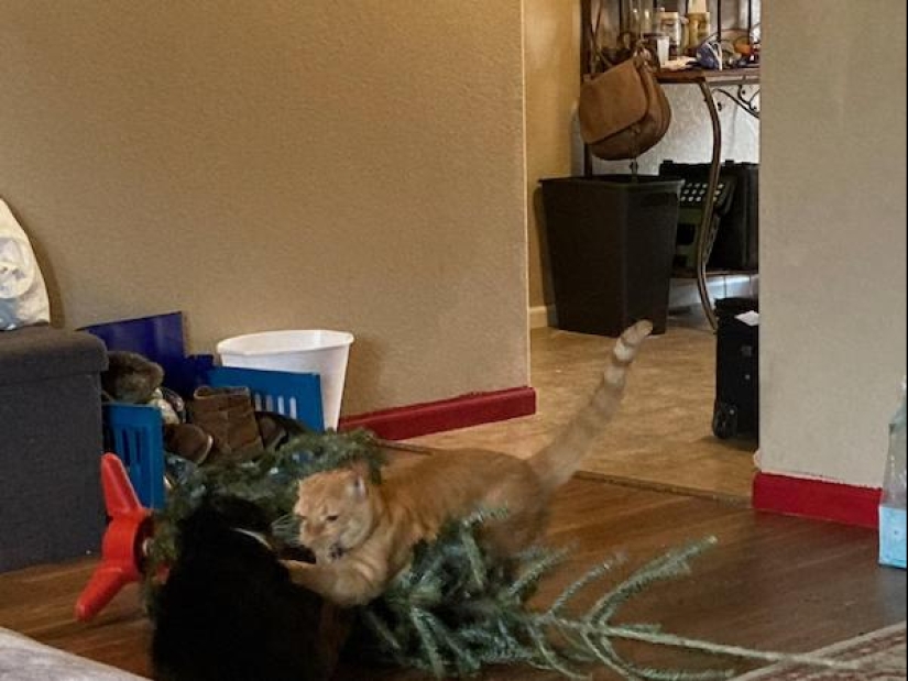 22 funny photos of animals that do whatever they want 22 funny photos of animals that do whatever they want