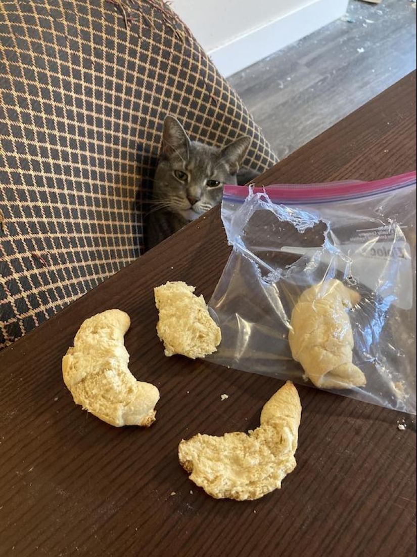 22 funny photos of animals that do whatever they want 22 funny photos of animals that do whatever they want