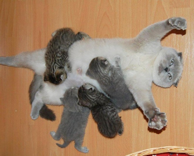 22 funny photos of cats that seem completely unprepared for motherhood